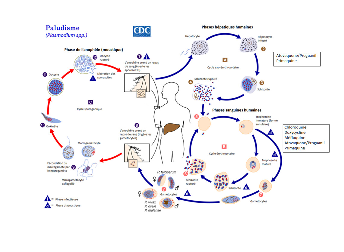Traitement du paludisme chez la femme enceinte