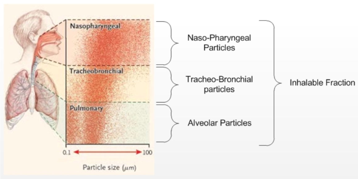 Figure 3: Deposition regions of the respiratory tract for the various particle sizes. Text description follows.