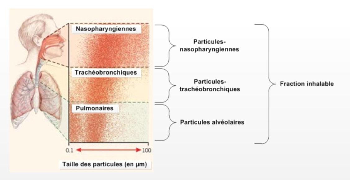 Figure 3. Régions où se déposent les particules de tailles diverses dans les voies respiratoires. La description textuelle suit.