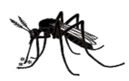 La figure 9, montre un insecte.
