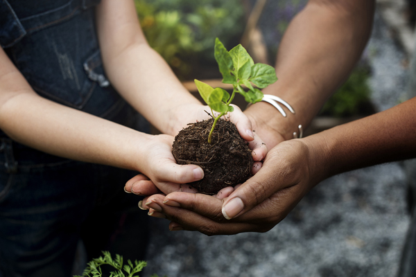 Two pairs of hands holding a seedling to plant