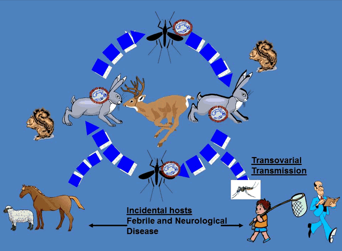 Figure 1: California serogroup (Jamestown Canyon, snowshoe hare viruses) and Cache Valley virus transmission cycles