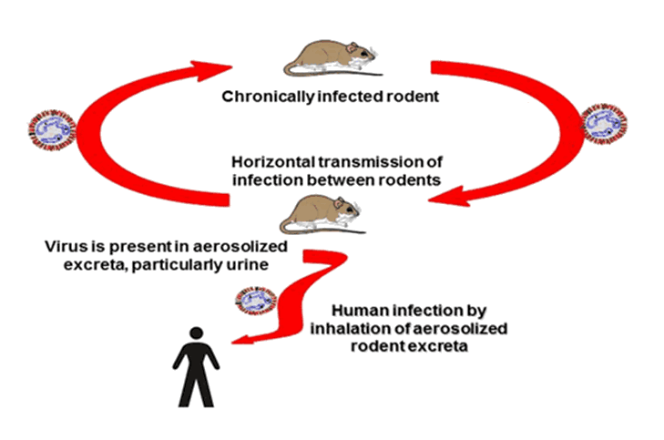 Figure 1: Illustration of the typical cycle of transmission of hantaviruses