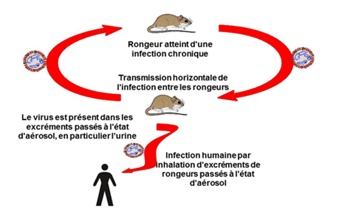 Figure 1 : Illustration du cycle de transmission typique des virus du genre hantavirus