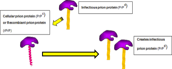 Figure 1: Infectious prion protein promotes the conformational conversion of cellular prion protein