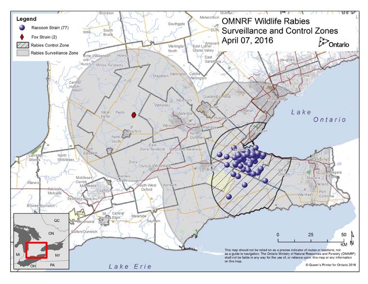 Figure 3: Rabies cases and surveillance and control zones in Hamilton area, Ontario as of April 2016