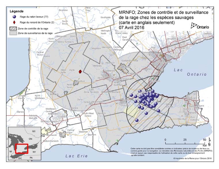 Figure 3 : Cas de rage et zones de surveillance et de contrôle dans la région d’Hamilton (Ontario) en date d’avril 2016