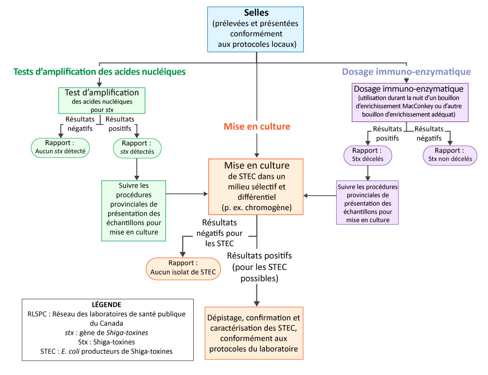 Figure 1 : Recommandations pour la détection d’Escherichia coli producteurs de Shiga‑toxines dans des échantillons de selles