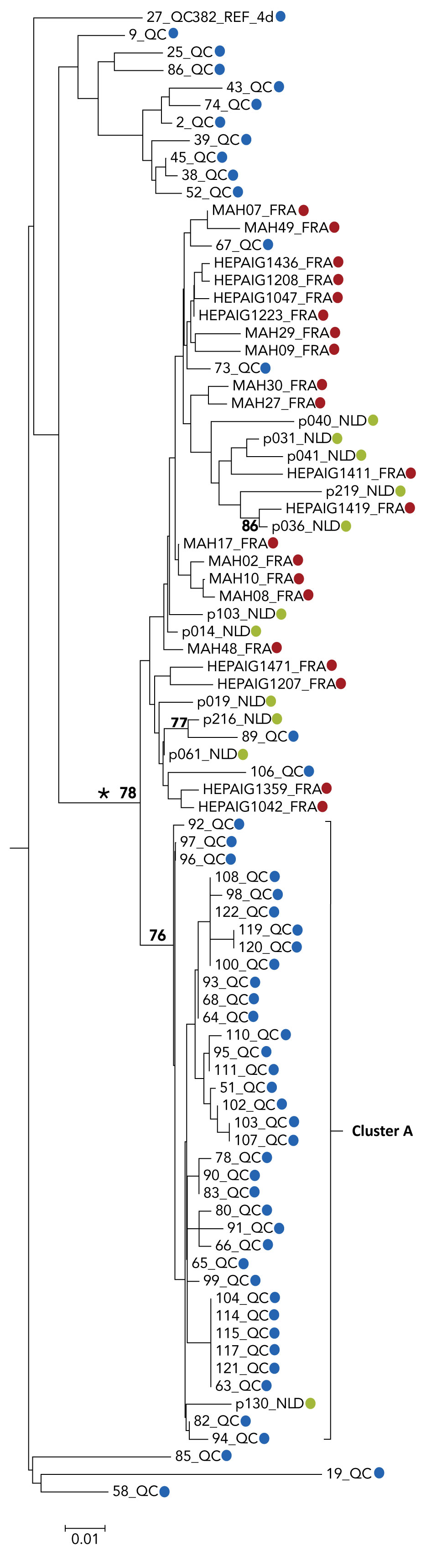 Figure A1: Phylogenetic tree of genotype 4d NS5B hepatitis C virus isolate sequences: cases in Quebec compared to cases in France and the Netherlands