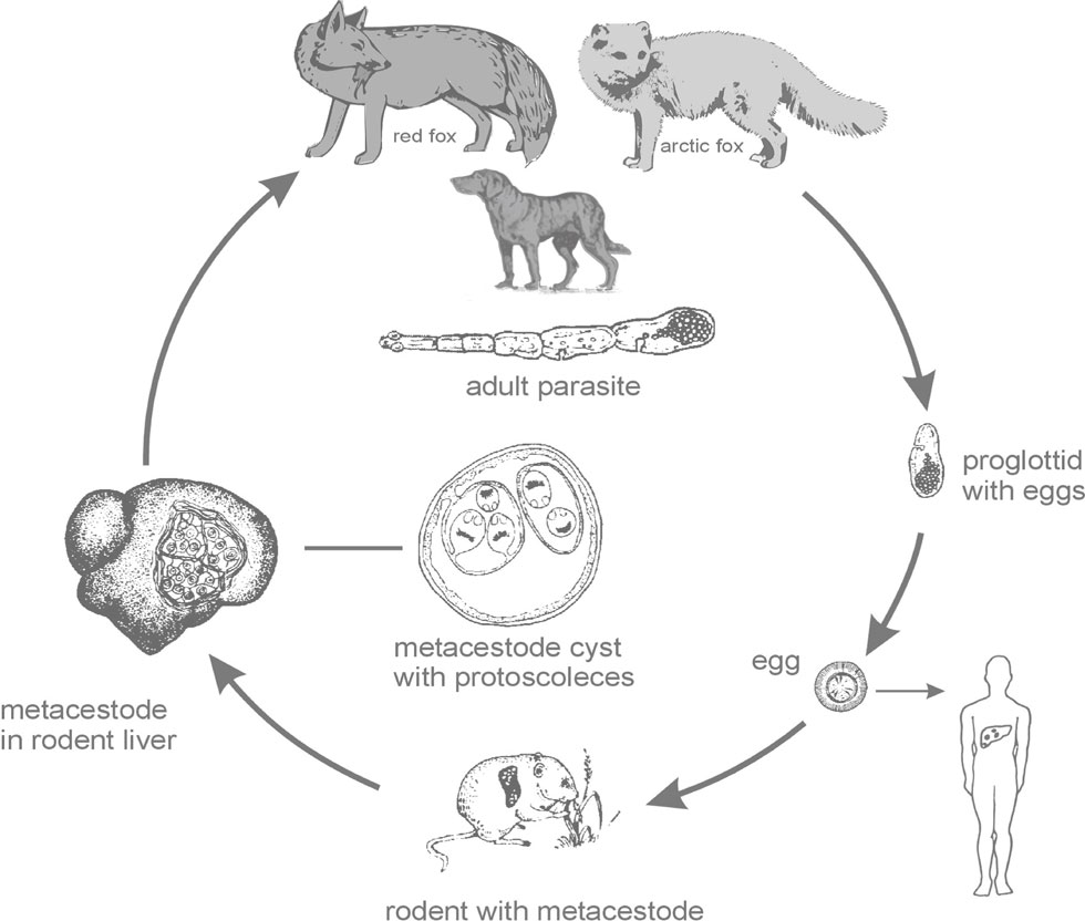 Figure 1: Lifecycle of Echinococcus multilocularis