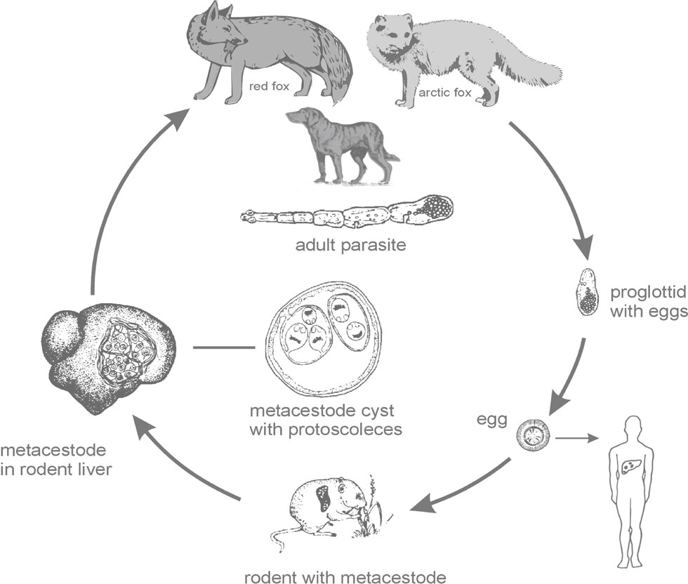 Можно ли считать человека промежуточным хозяином эхинококка. Эхинококк Echinococcus granulosus жизненный цикл. Цикл развития эхинококка схема. Echinococcus granulosus жизненный цикл. Стадии жизненного цикла эхинококка.