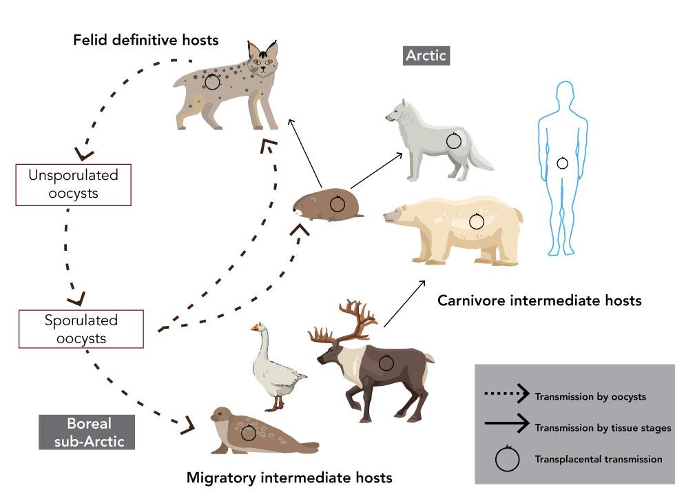 Figure 1: Lifecycle of Toxoplasma gondii in Canada’s North