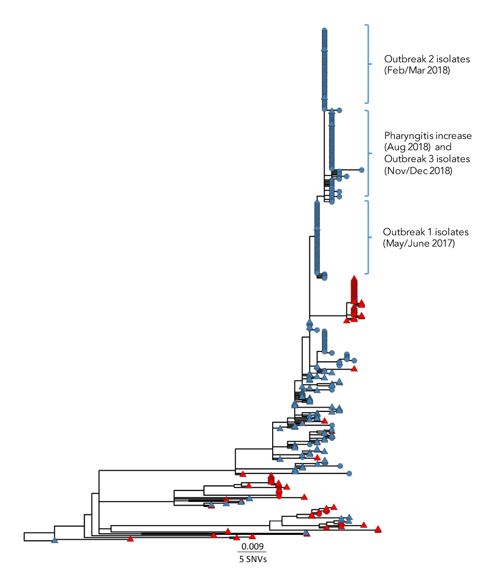 Figure 2: Maximum likelihood core single nucleotide variant phylogenetic tree of S. pyogenes emm6.4 isolates collected in Canada, January 2012–January 2020 (n=403)