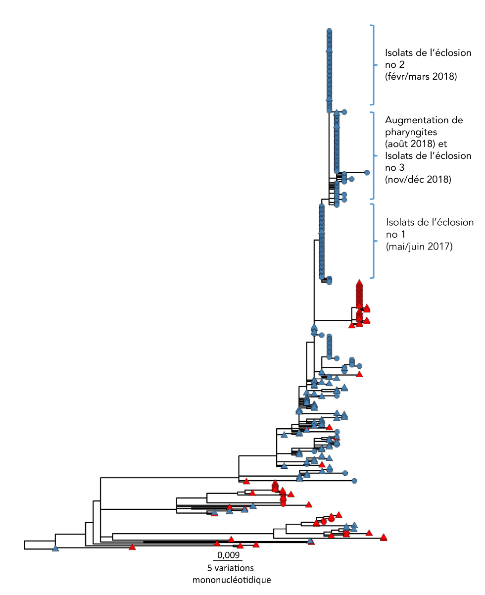 Figure 2 : Arbre phylogénétique de la variante mononucléotidique central à probabilité maximale d’isolats de S. pyogenes emm6.4 collectés au Canada, janvier 2012 à janvier 2020 (n = 403)