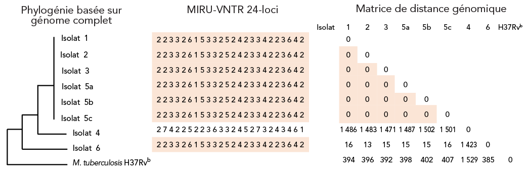 Figure 1. La version textuelle suit