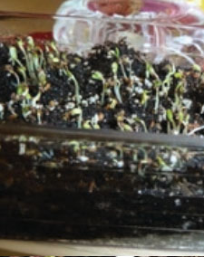 Planting alfalfa microgreens