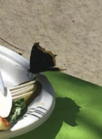 Butterfly landed on the plate