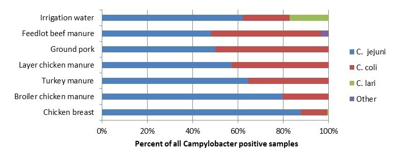 Figure 1.3 Distribution of Campylobacter spp. subtypes among food, animal and environmental samples, FoodNet Canada, 2016. Text description follows.