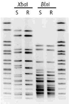 Figure 1. Pulsed-field gel electrophores is a Xbal- andBinl-digested genomic DNA from ciprofloxacin sensitive (S, isolate 04-3515) and resistant (R, 04-3516) Shigella dysenteriae type 1. Salmonella Braenderup H9812 (Xbal-digested) is also run in th first and last lanes as a PFGE standard for inter-laboratory comparison