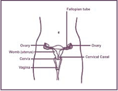 Figure 1: Female Reproductive System