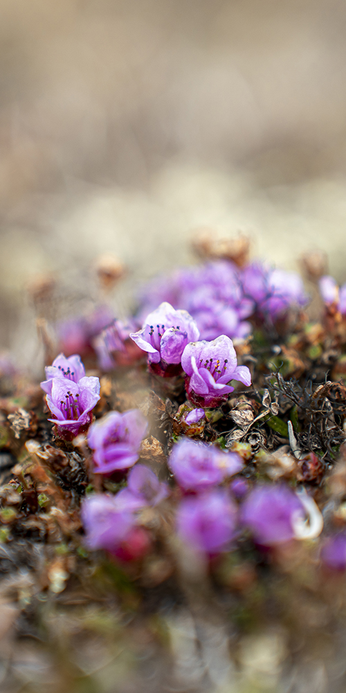 tundra flowers