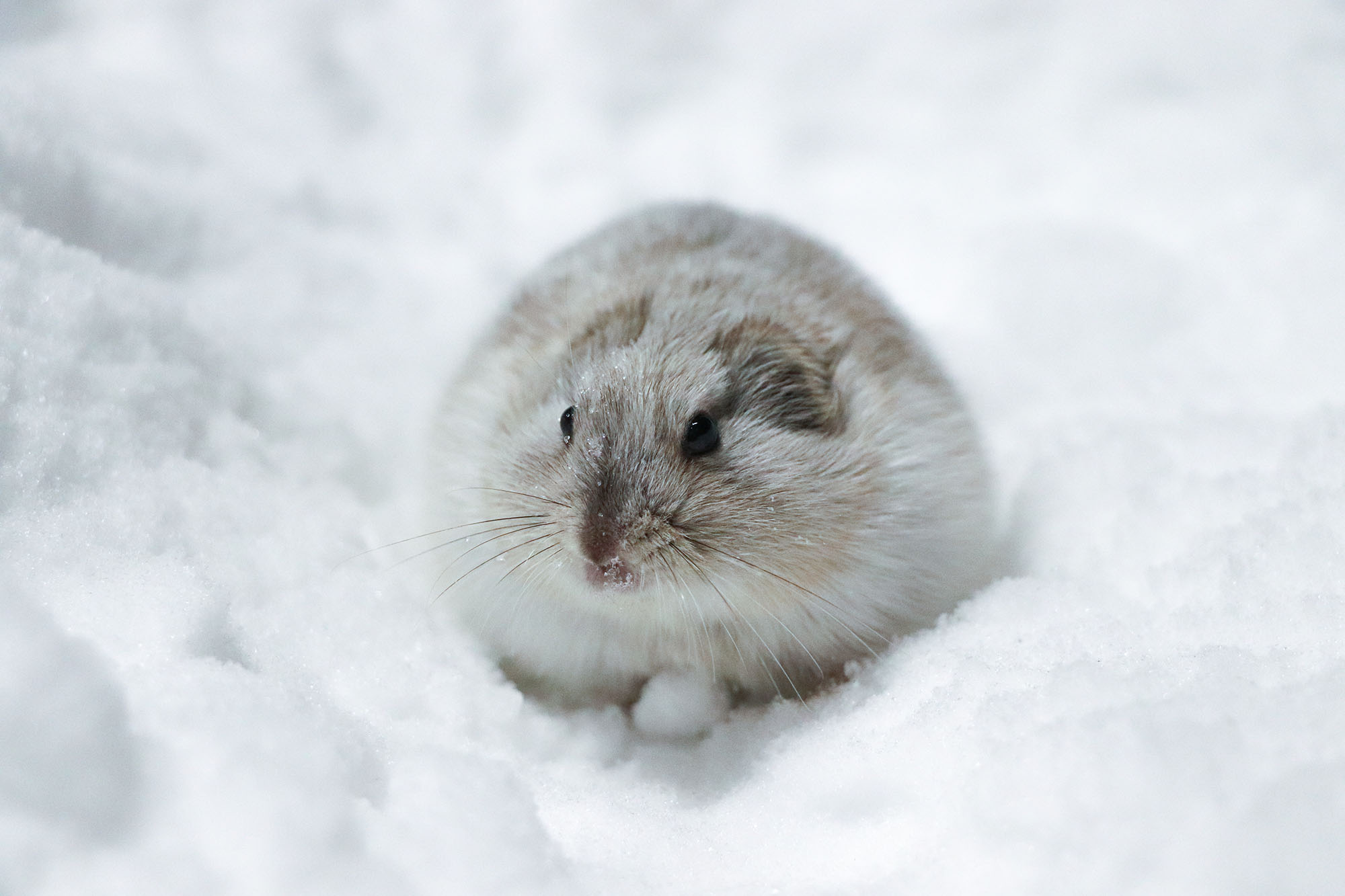 Collared lemming