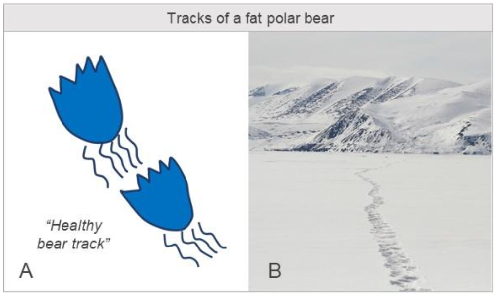 empreintes d'ours polaires
