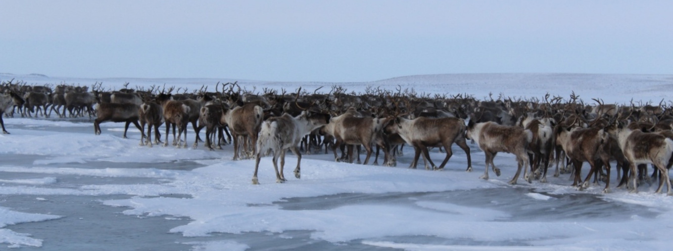 nwt cimp image