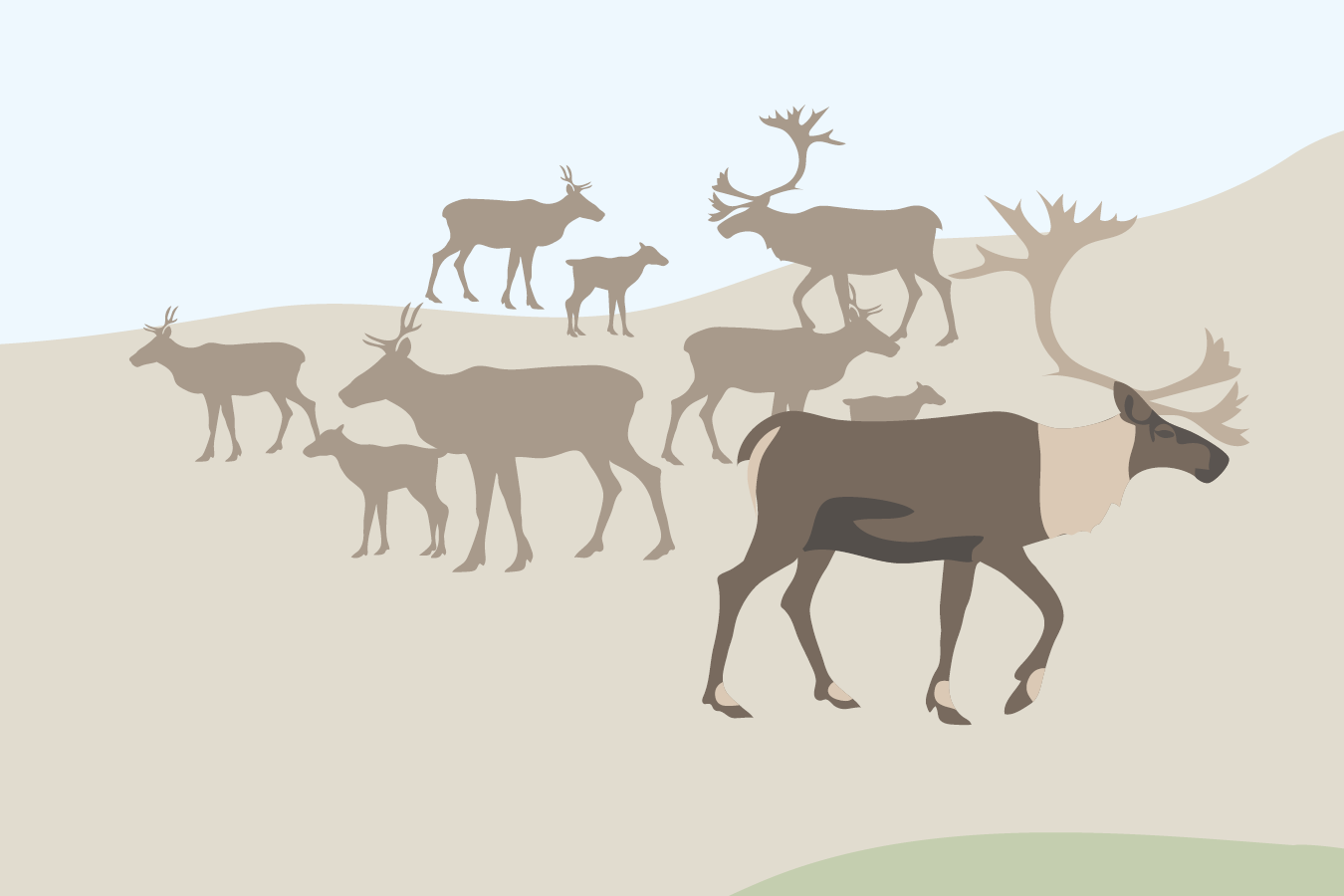 un troupeau de caribous