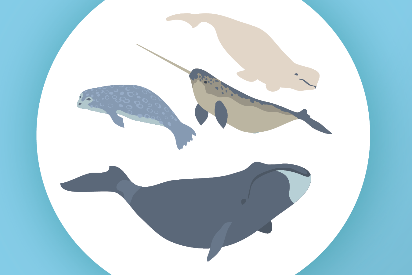 Les mammifères marins de l'Arctique comprennent les baleines, les bélugas, les phoques et les narvals