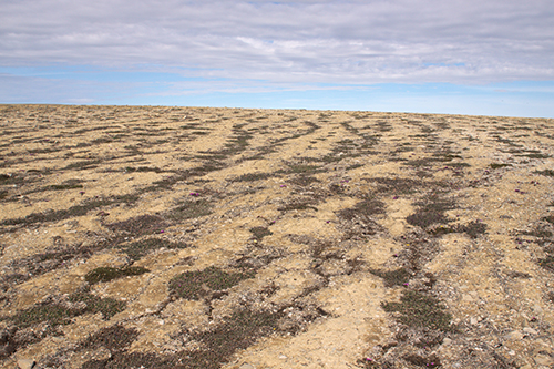 The polar semidesert at Cape Bounty is responsible for the methane uptake in that region.