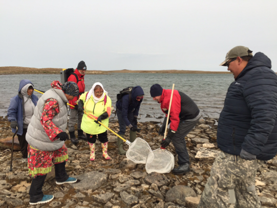 Scientists and community members identifying species along the shore at Cambridge Bay. (POLAR)