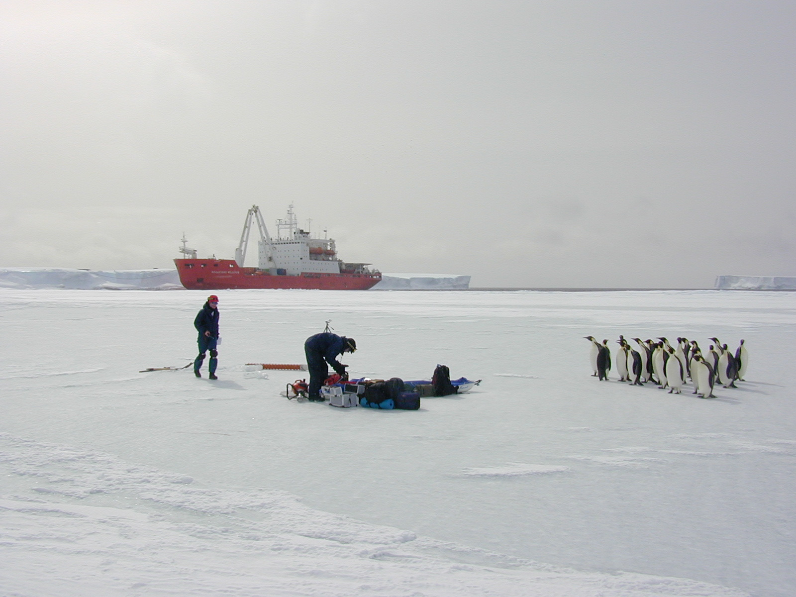Two people with gear on ice. They are watched by a nearby group of penguins. A large icebreaker ship is in the background.