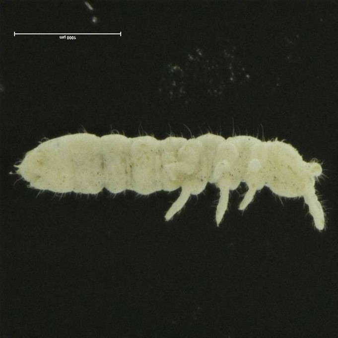 Close up of a bug with a long body and three short legs closer to its head.