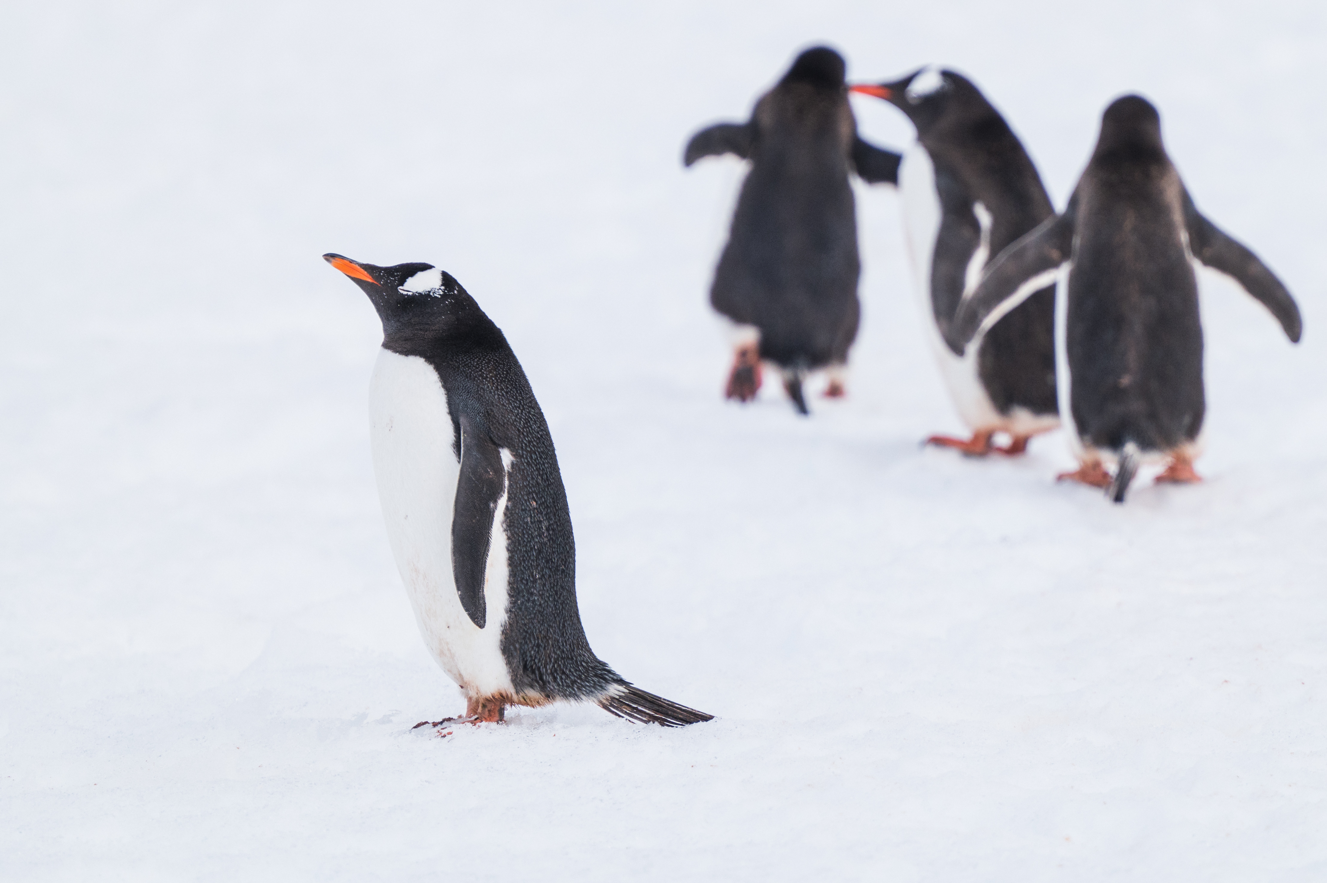 A penguin stands facing right. Three other penguins are walking away behind it.
