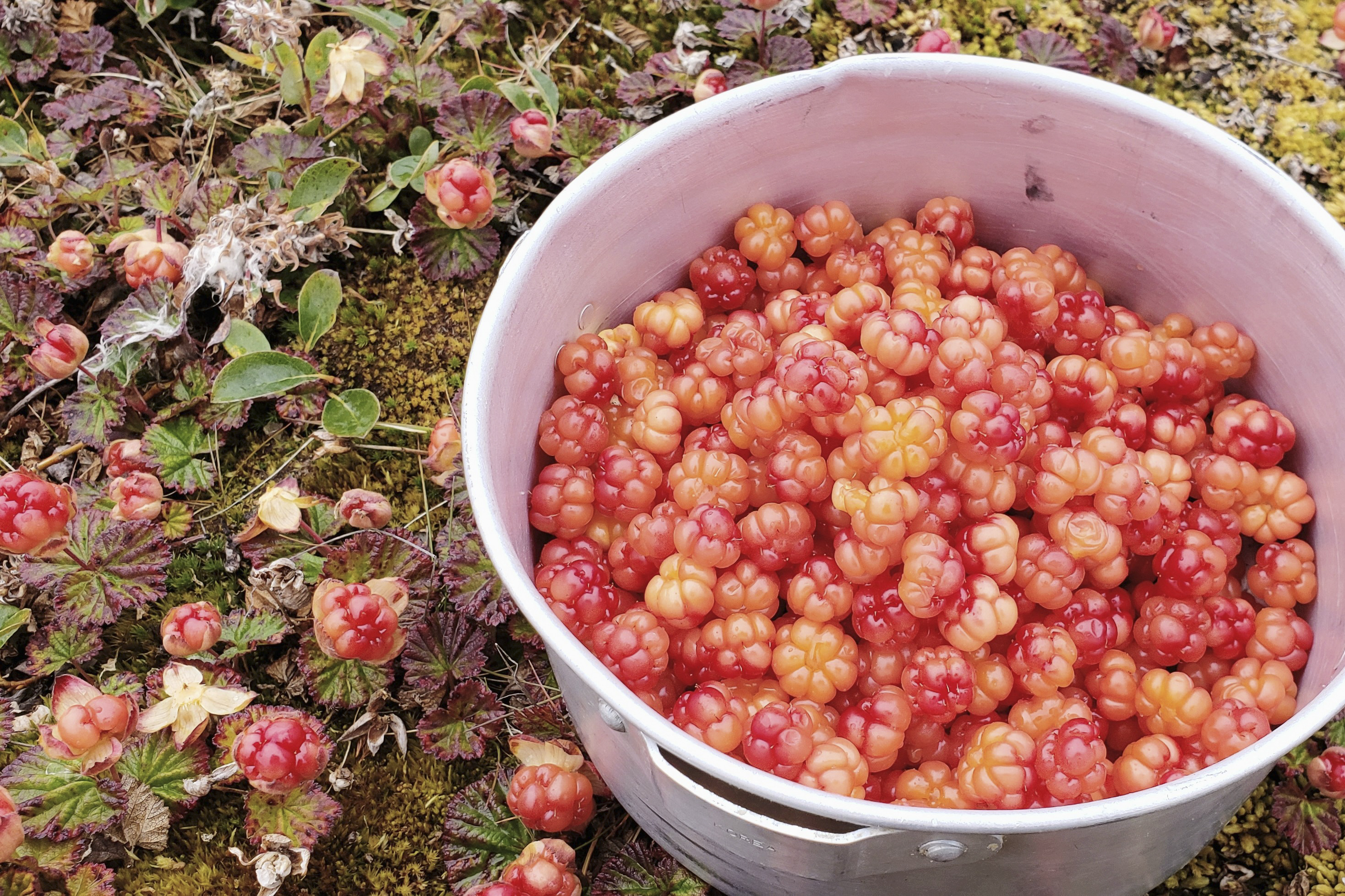 A large metal pot filled with cloudberries sits on the ground beside a patch of unpicked berries.