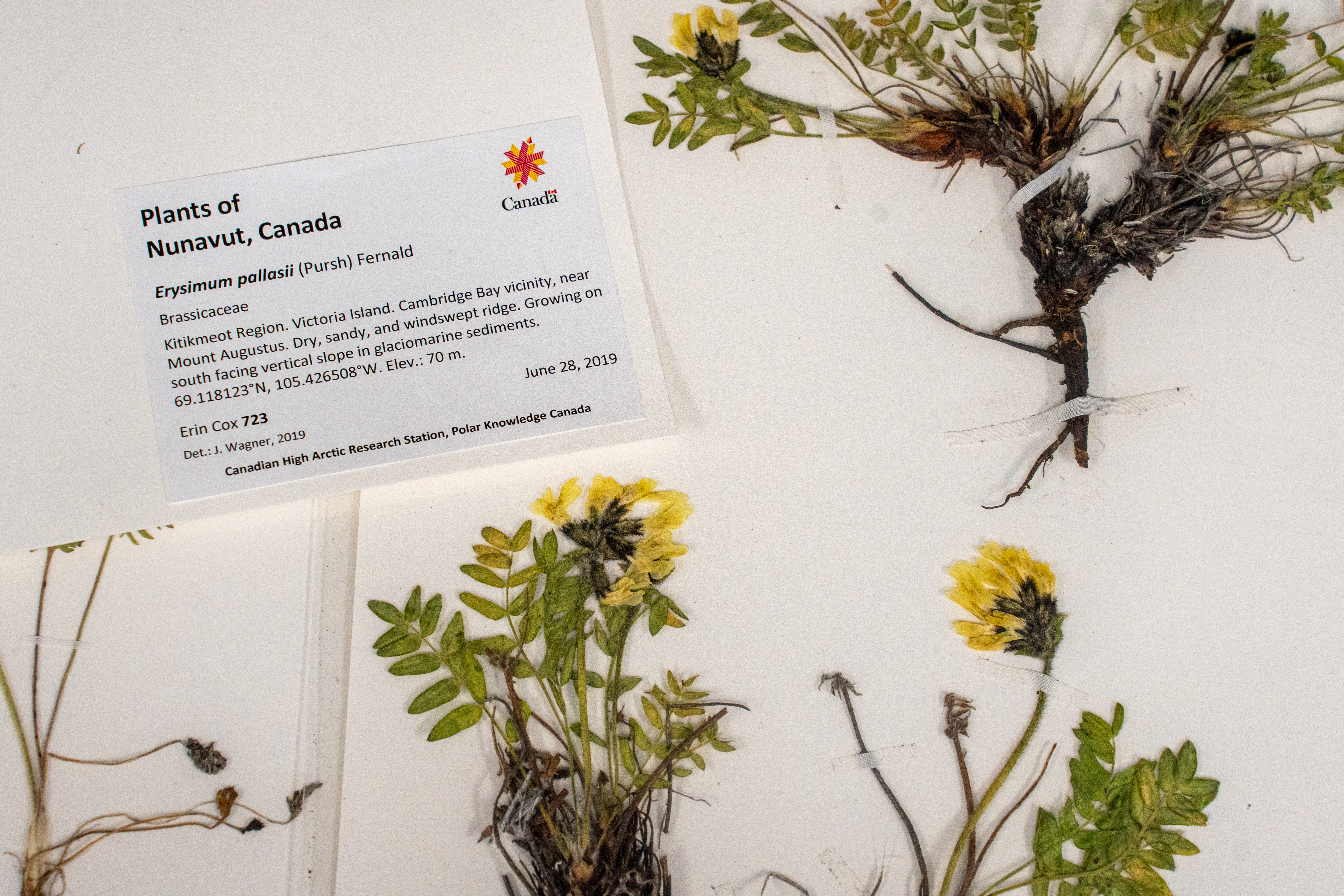 Photo of pressed dried flowers mounted on paper.
