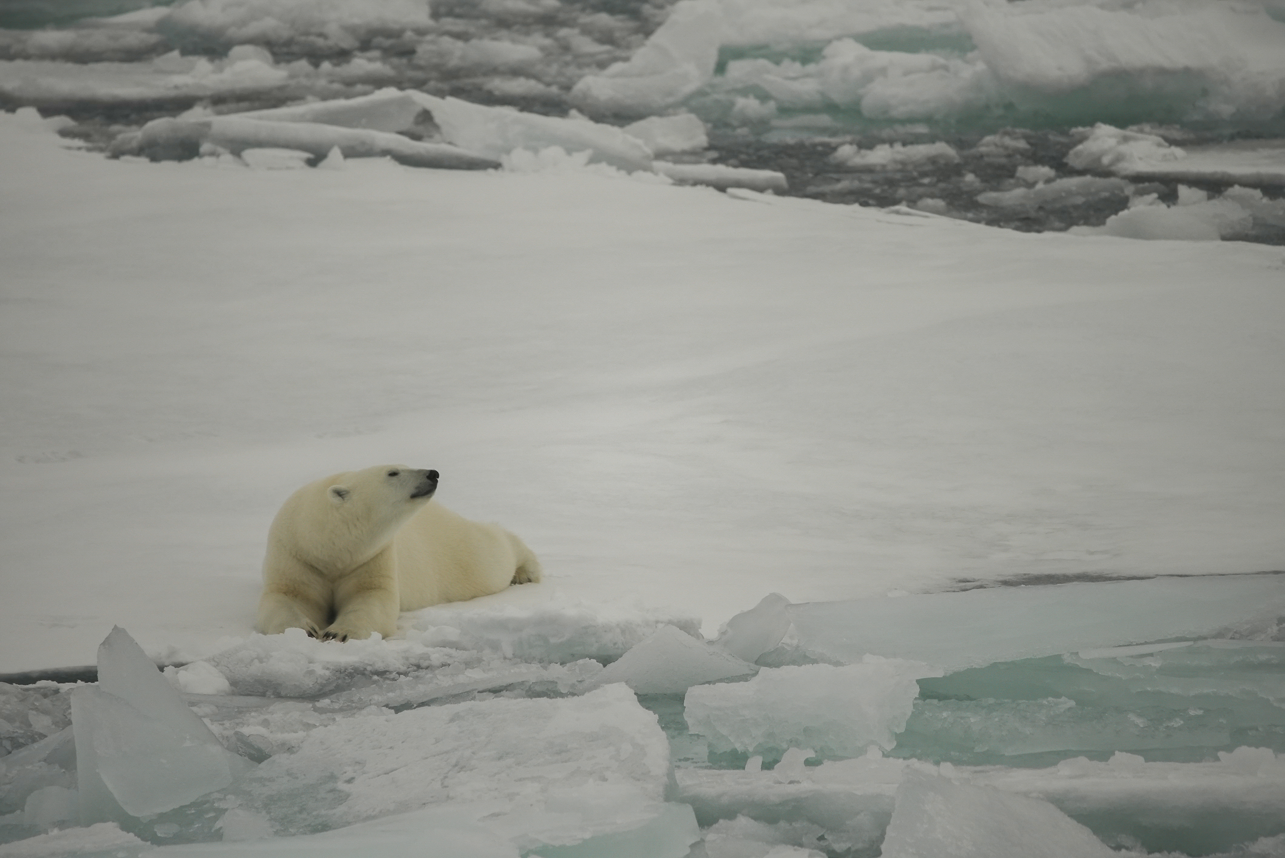 Photo stretches across two pages. A polar bear lies on ice beside ice-strewn water, looking towards the right.