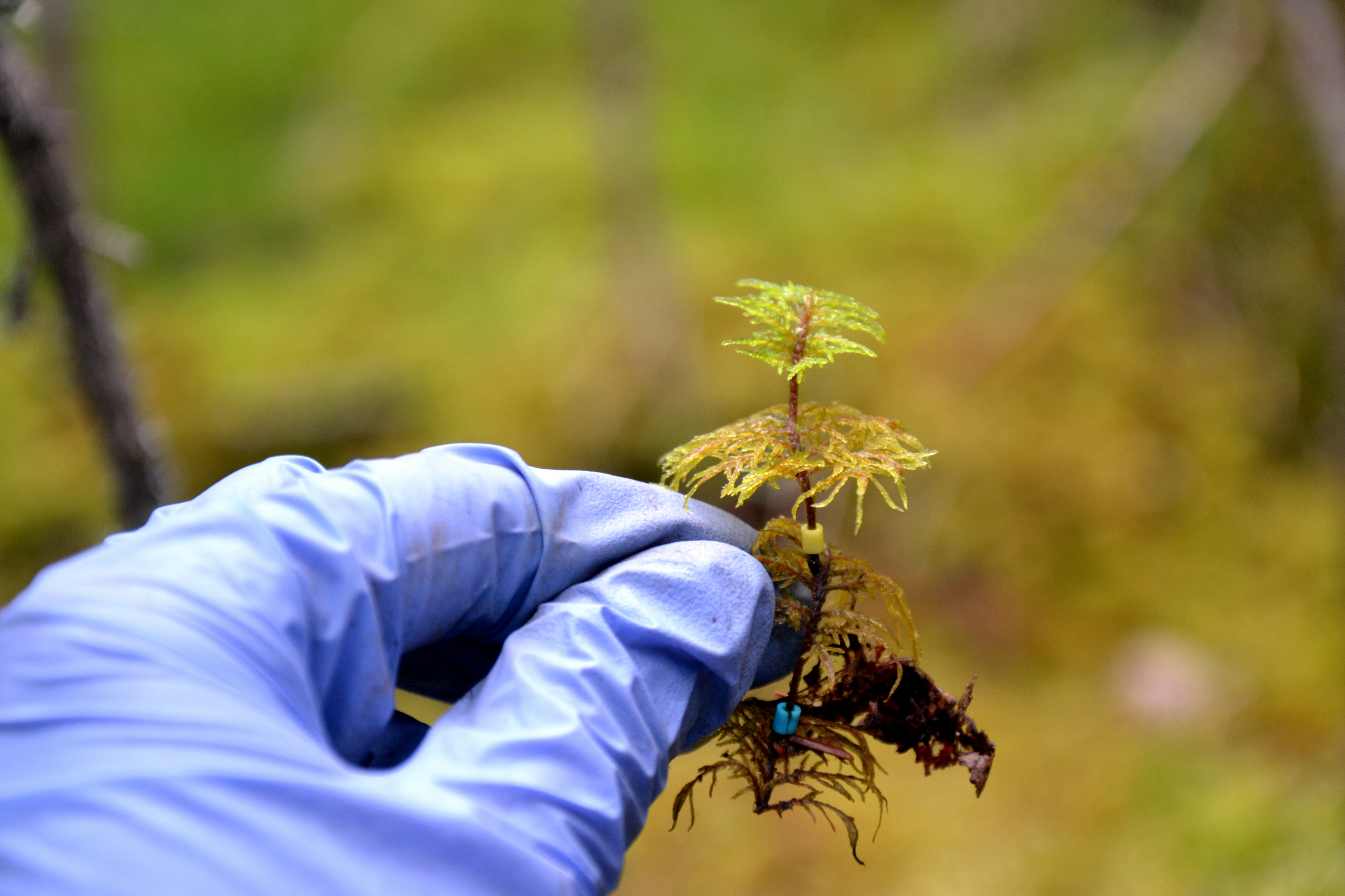 A gloved hand holds a tiny, tree-like plant.
