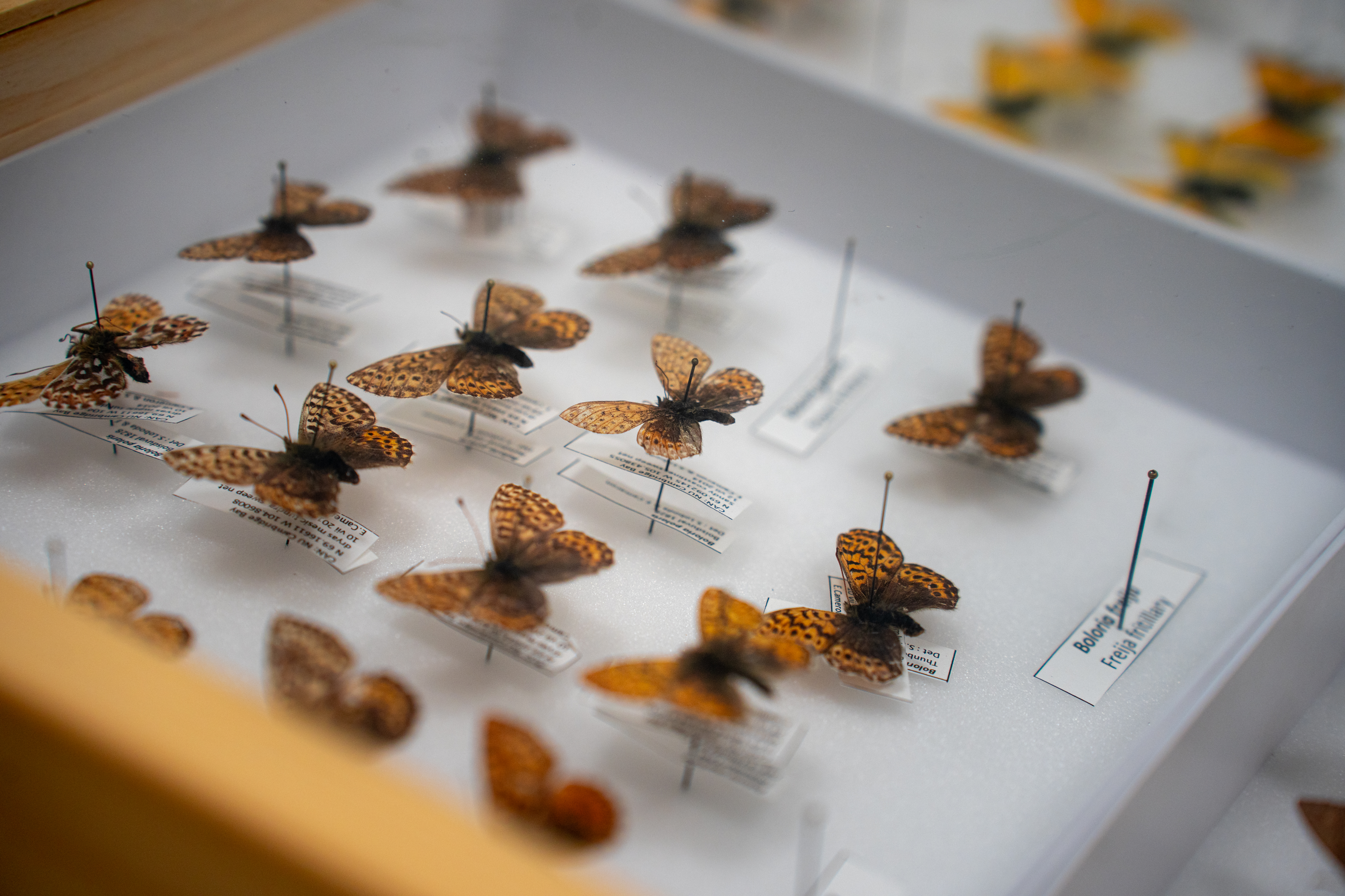 A drawer with four lines of pinned butterflies.