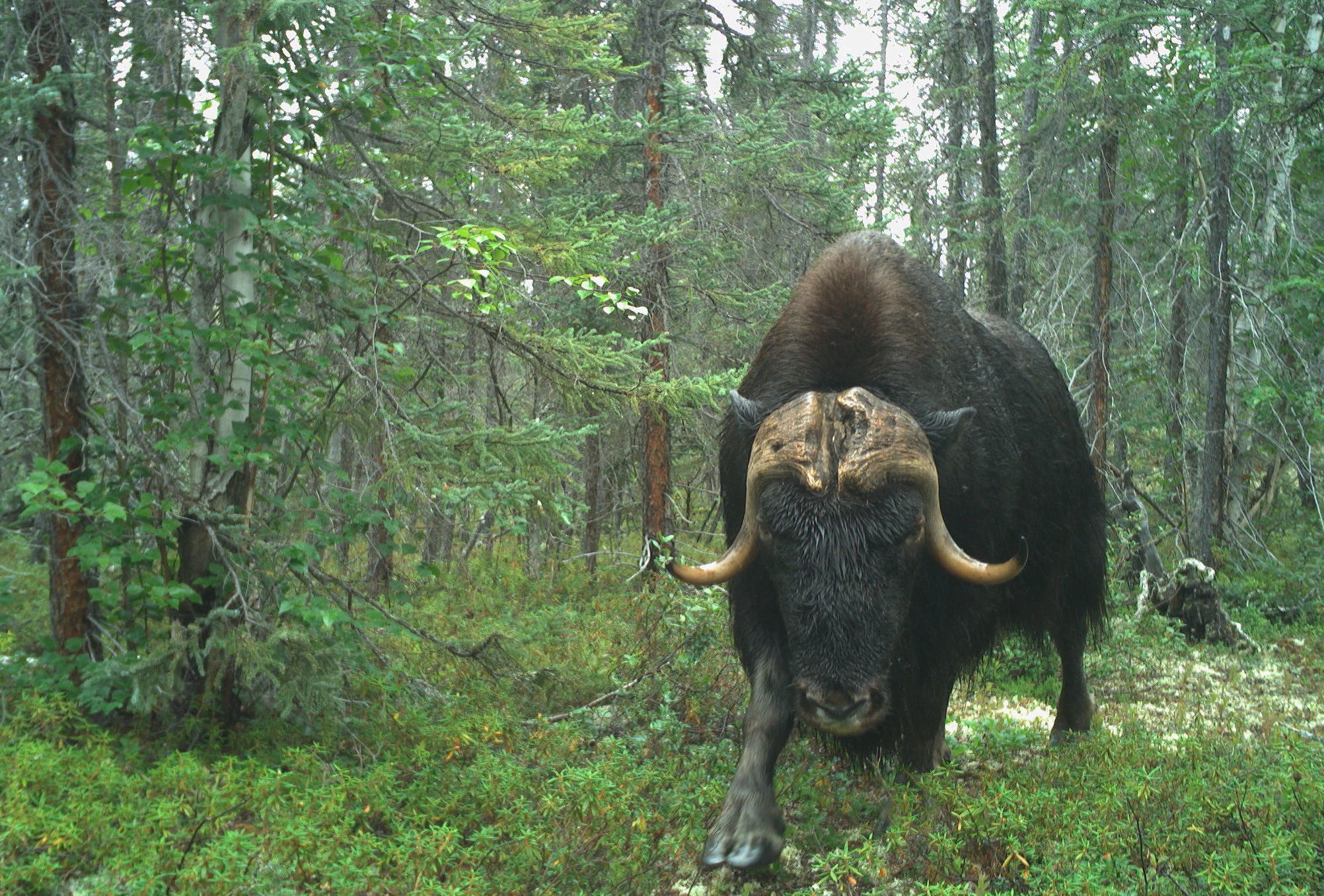 A large muskox, in a forest, walks towards the camera.