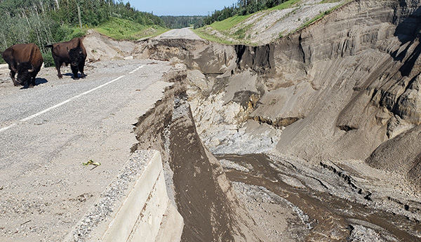A washed out road with a giant chasm and 2 bison in the middle