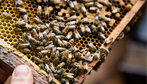 A closeup of a hand holding a honeycomb teeming with honeybees.