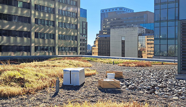The roof of an office building with beehive boxes.