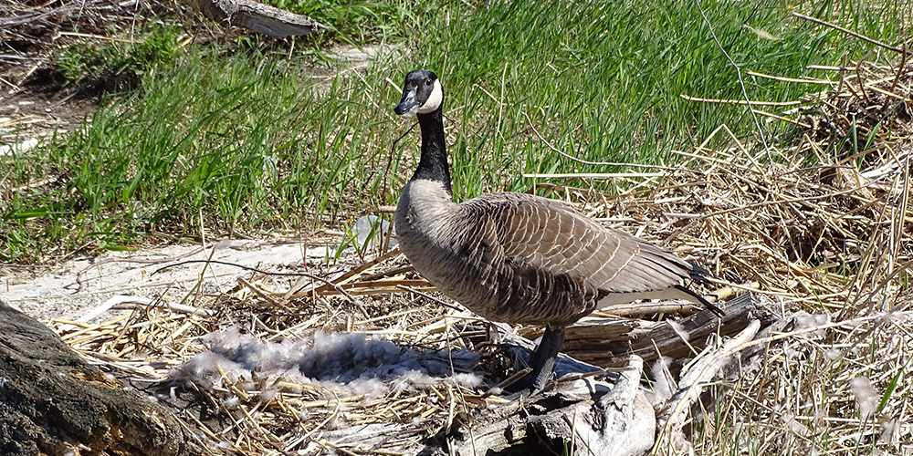 Canada goose on nest.