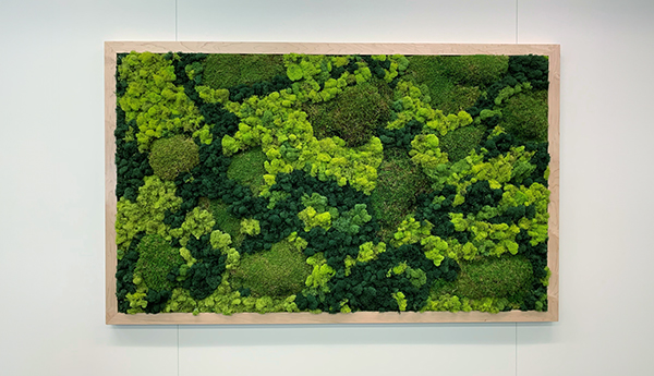 Mur de mousse végétale