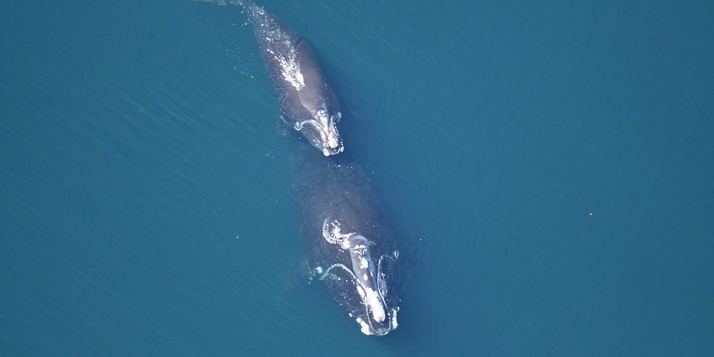 Baleines noires de l'Atlantique Nord montant à la surface de l'eau