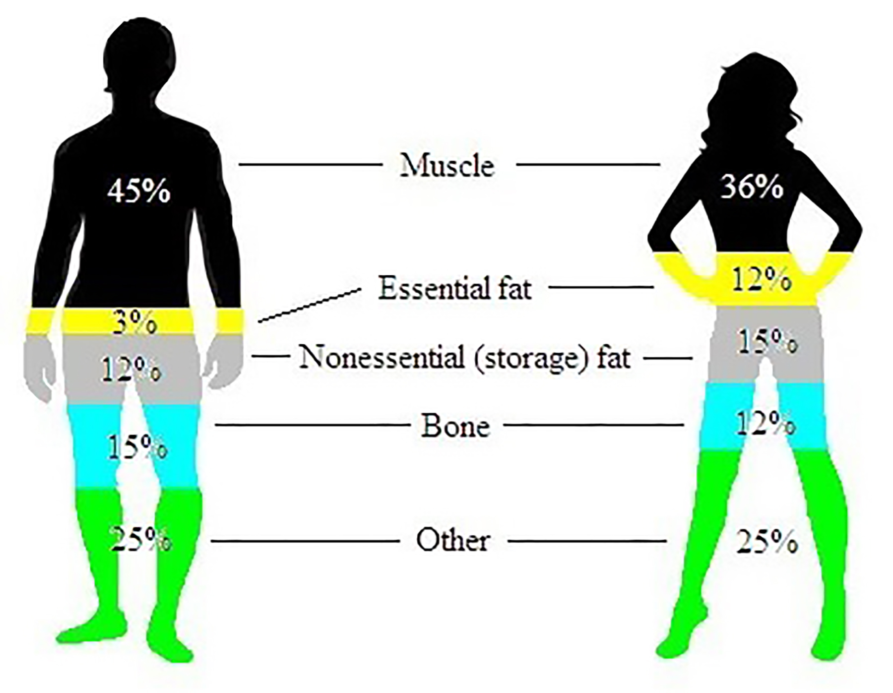 This graphic illustrates the distribution of muscle, fat, and other tissues in the average male and female body. Illustration: Submitted