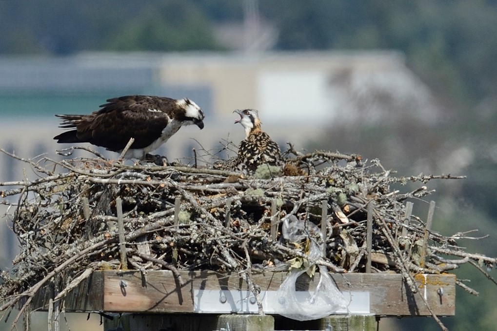 Osprey Nest in Esquimalt Harbour