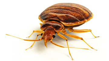 Avoid bed bugs while travelling